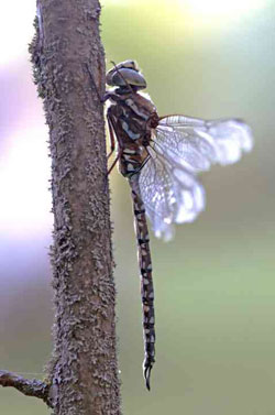photo of a dragonfly