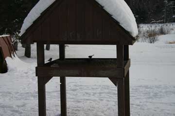 CBC Bird Feeder