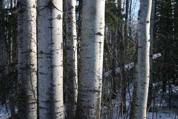 Photo of Poplar Trees