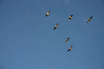 Photo of Canada Geese flying.