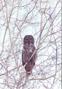 Photo of a Great Grey Owl