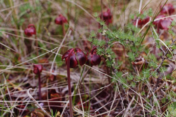 Photo of a Pitcher-Plant