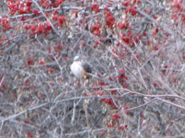 scissor-tailed flycatcher