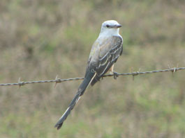 scissor-tailed flycatcher