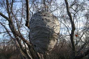 Photo of a wasp nest