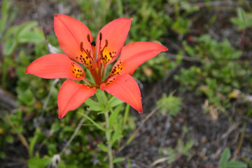 Photo of a Western Red Lily